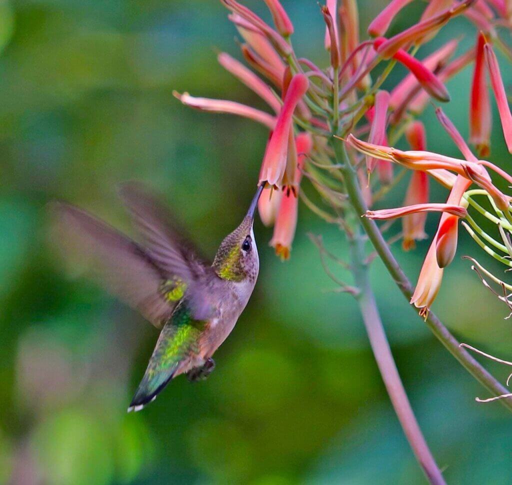 hummingbird, red flowers, wildlife-4814046.jpg