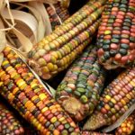 corn, harvest, food-3663086.jpg