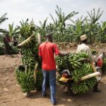 uganda, transport, banana-5005579.jpg