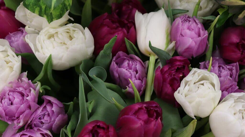 tulips, bouquet, spring-4030751.jpg