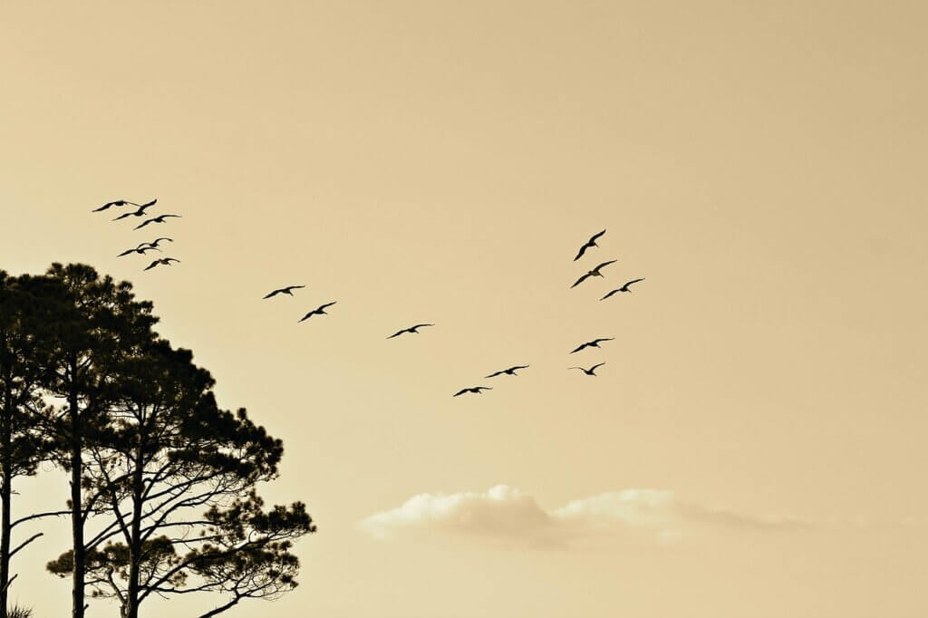 birds, formation, flying-1835510.jpg