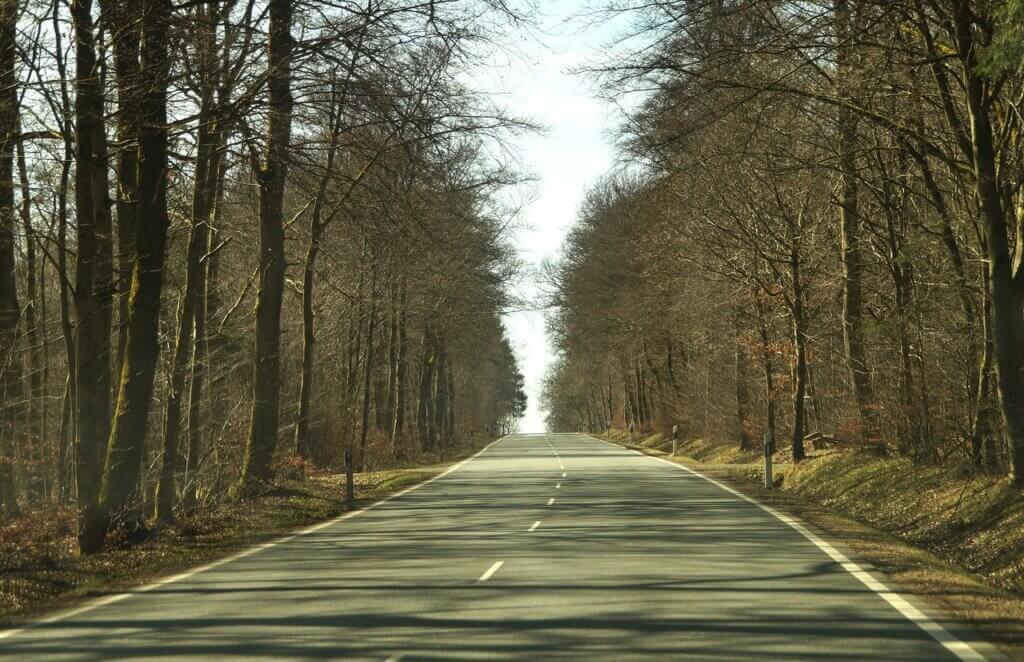 An image of a tree-lined road