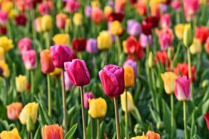 Image showing tulips of various colors.