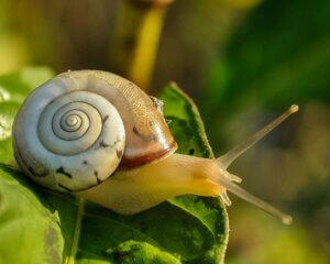 Macro shot of a snail on a green leaf, highlighting its spiral shell and natural patterns.