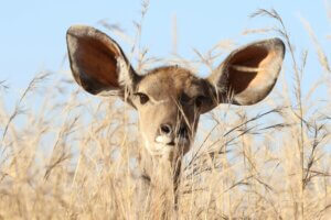 Close-up of a kudu antelope face among dry grass in South Africa.
